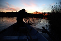 Checking the fish trap